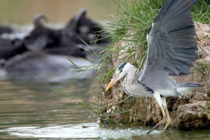Як частка і змія займалися бойовими рибами. Фотографія. Як частка і змія займалися бойовими рибами. Фотографія.